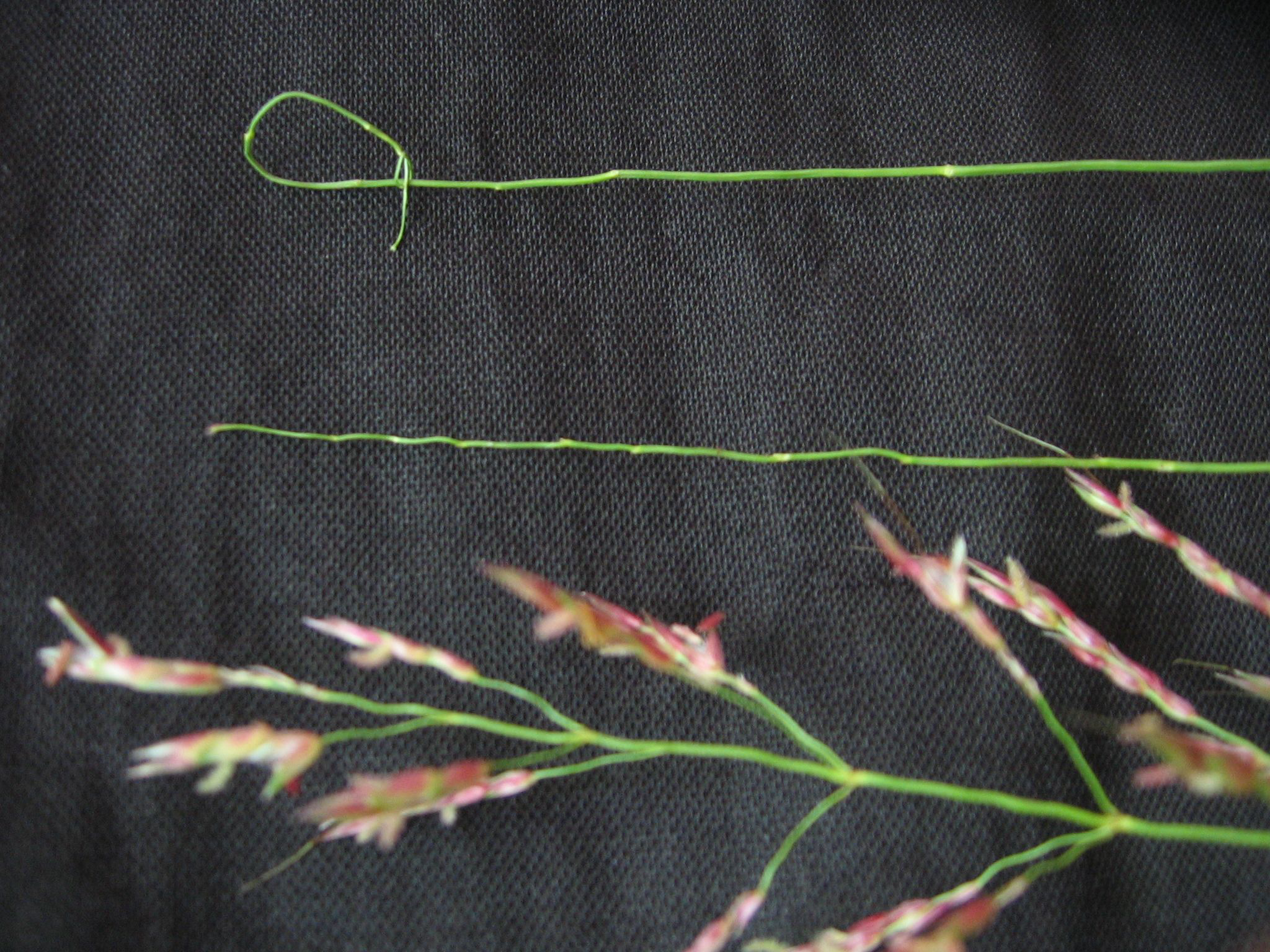 Catching Lizards with Grass Straws — traditional Jamaican game